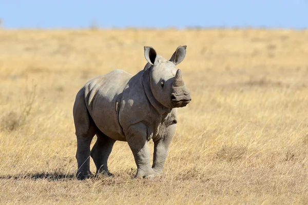 アフリカの白いサイ — ストック写真