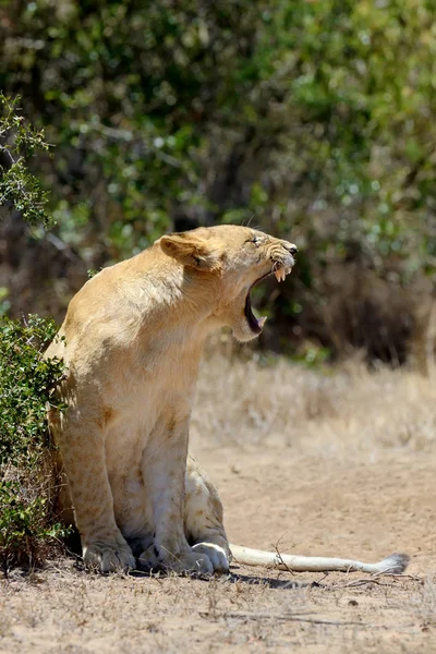 Лев в Национальном парке Кении — стоковое фото