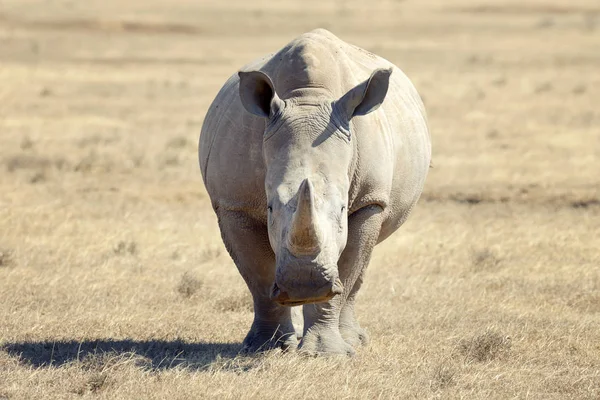 Rhinocéros blanc africain — Photo