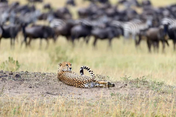 야생 아프리카 치타 — 스톡 사진