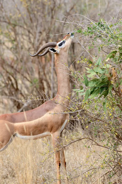 ケニアの国立公園でジェレヌク — ストック写真