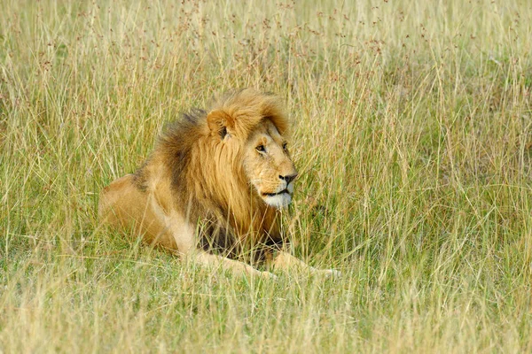 León en el Parque Nacional de Kenia — Foto de Stock