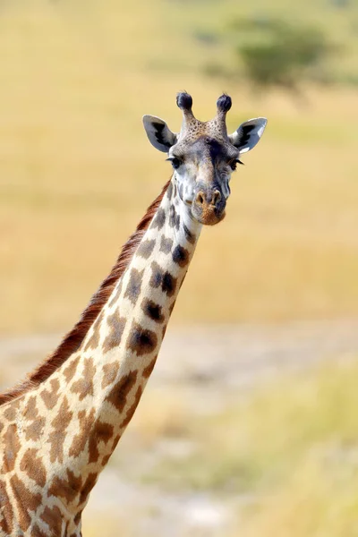 Žirafa v národním parku v Keni — Stock fotografie