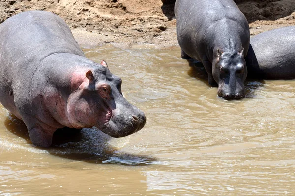 Hroší rodinka (Hippopotamus amphibius) — Stock fotografie