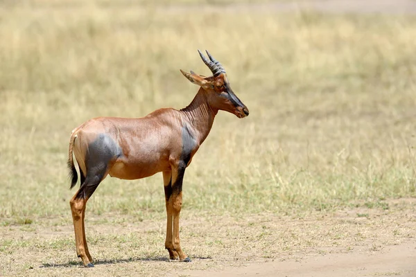 Antílope Topi (Damaliscus lunatus) — Foto de Stock