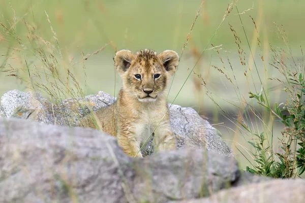 Αφρικανική λιονταράκι — Φωτογραφία Αρχείου
