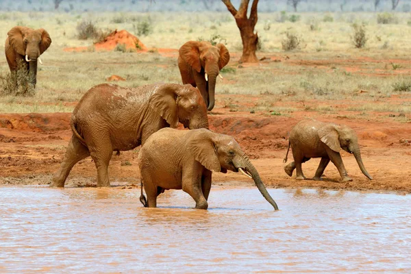 Elefante en el Parque Nacional de Kenia — Foto de Stock