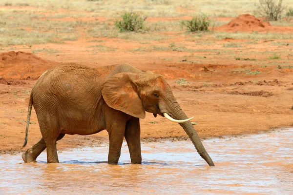 Elefant im Nationalpark Kenia — Stockfoto