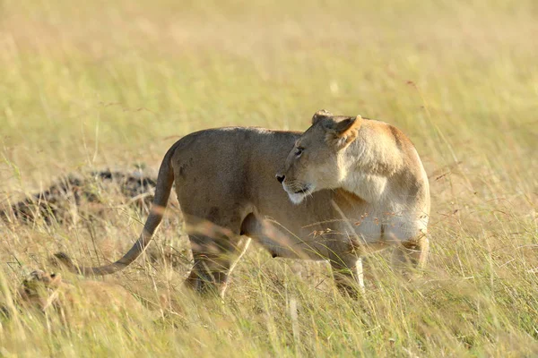 Lion in National park of Kenya — Stock Photo, Image