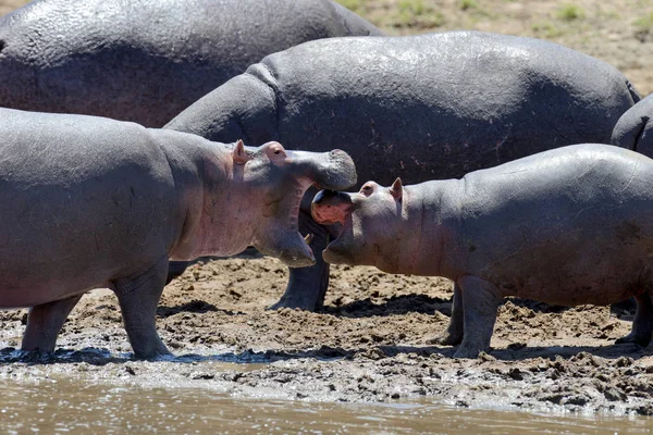 Famiglia degli ippopotami (Hippopotamus amphibius ) — Foto Stock