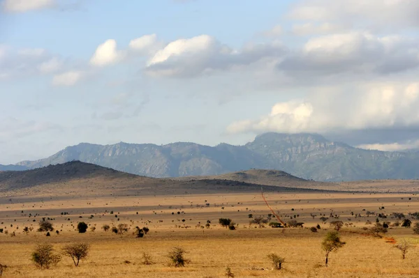Savannah paisagem no parque nacional em kenya — Fotografia de Stock