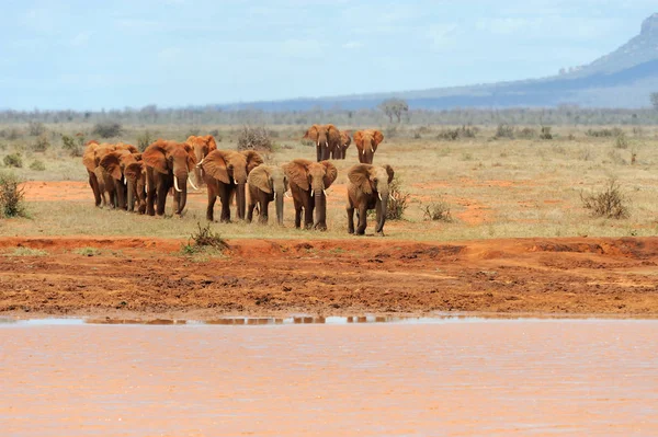 Elefante en el Parque Nacional de Kenia — Foto de Stock