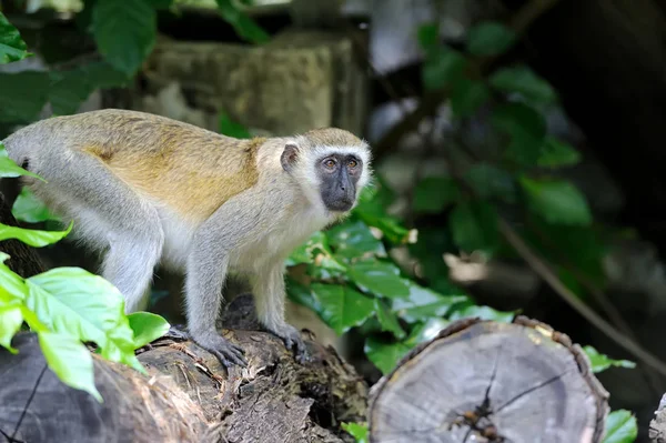 Vervet monkey i nationalpark i Kenya — Stockfoto