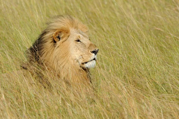 León en el Parque Nacional de Kenia — Foto de Stock