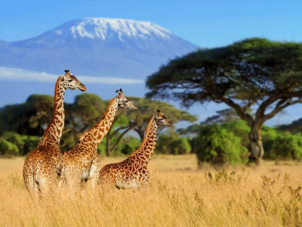 Three giraffe on Kilimanjaro mount background — Stock Photo, Image