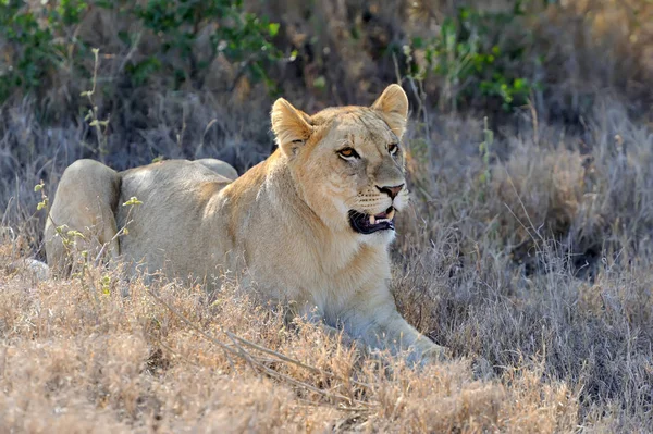 Löwe im Nationalpark von Kenia — Stockfoto