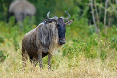 Afrika'nın milli parkta wildebeest