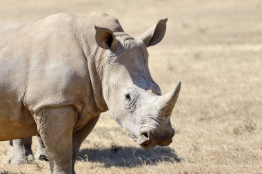 Afrikalı beyaz rhino