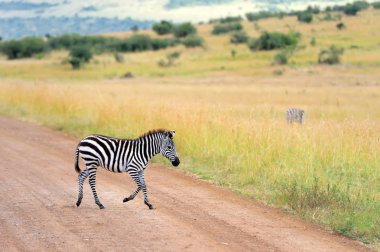 Zebra otlakta Afrika