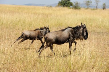 Afrika'nın milli parkta wildebeest