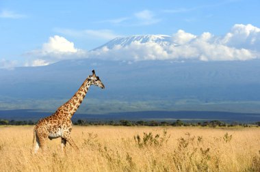 Giraffe on Kilimanjaro mount background clipart