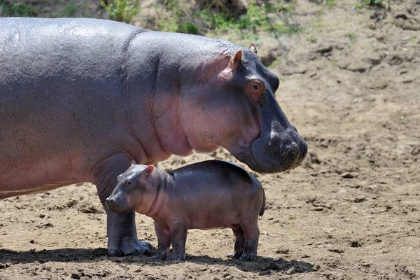 Hroší rodinka (Hippopotamus amphibius) — Stock fotografie