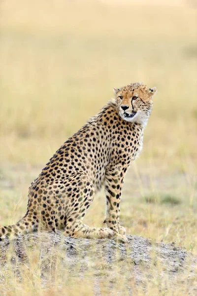 Guépard d'Afrique sauvage — Photo