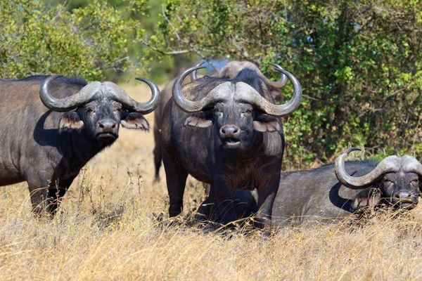 Wild African buffalo bull — Stock Photo, Image