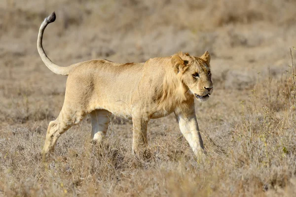 Lion in National park of Kenya — Stock Photo, Image