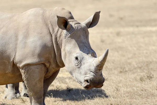 African white rhino — Stock Photo, Image