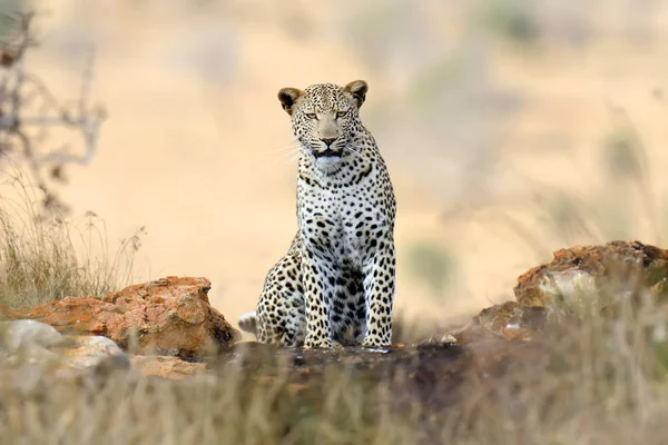 Leopard in National park van Kenia — Stockfoto