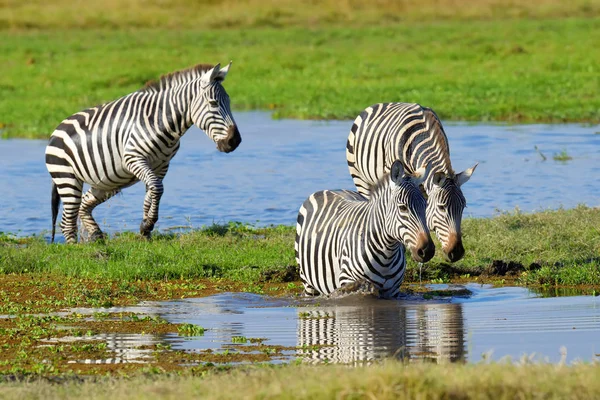 Zebra sulle praterie in Africa — Foto Stock
