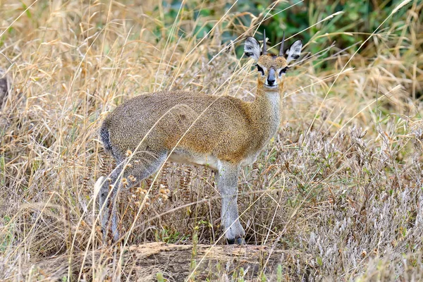 Dik-dik 非洲国家保护区 — 图库照片