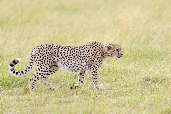 Wild Afrikaanse cheetah — Stockfoto