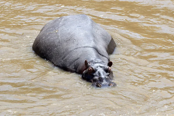 Hroší rodinka (Hippopotamus amphibius) — Stock fotografie