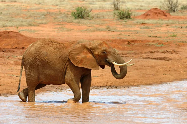 Elefant im Nationalpark Kenia — Stockfoto