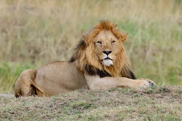 Lev v národním parku v Keni — Stock fotografie