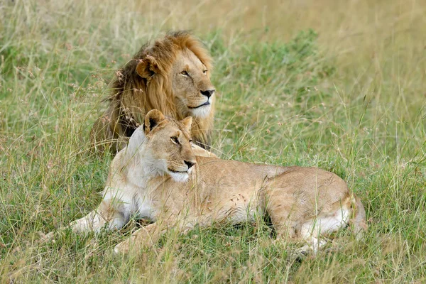 Lion in National park of Kenya — Stock Photo, Image