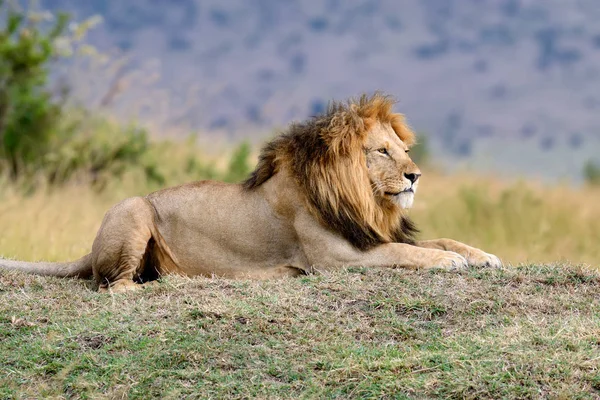 Oroszlán nemzeti park Kenyában — Stock Fotó