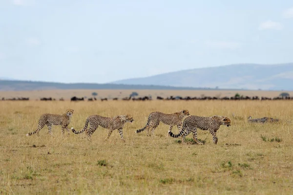 Wild african cheetah — Stock Photo, Image