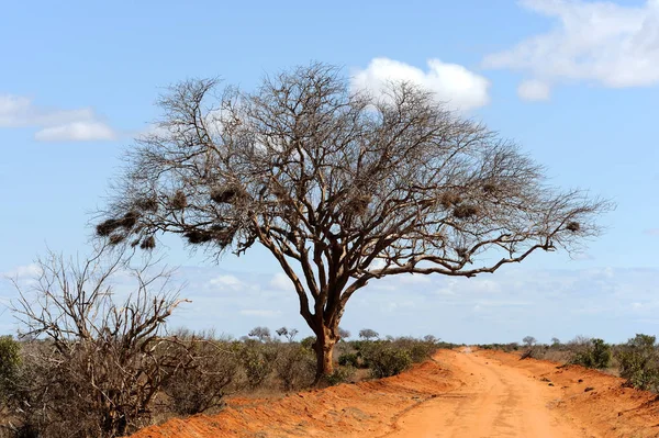 Paisaje con árbol en África — Foto de Stock
