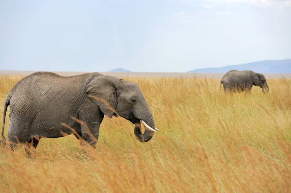 Elephant national park i Kenya — Stockfoto