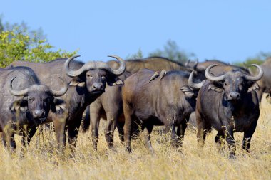 Vahşi Afrika manda boğa
