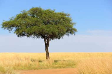 Afrika ağaç manzara