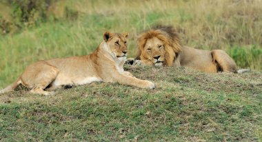 Aslan Kenya Milli Parkı