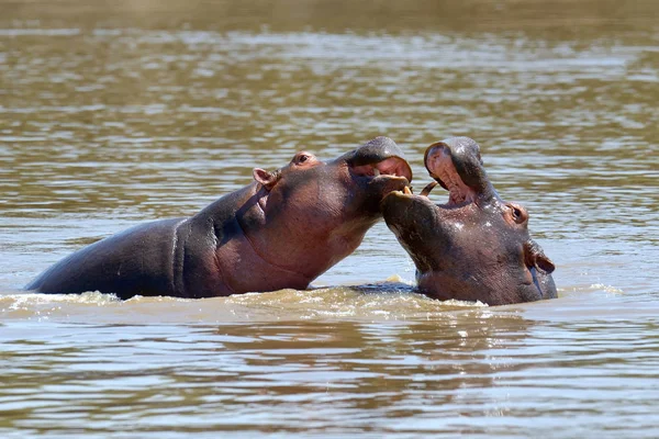 Hroší rodinka (Hippopotamus amphibius) — Stock fotografie