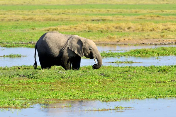 Elephant in National park of Kenya — Stock Photo, Image