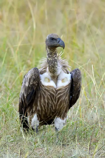 ハゲタカが獲物に餌 — ストック写真