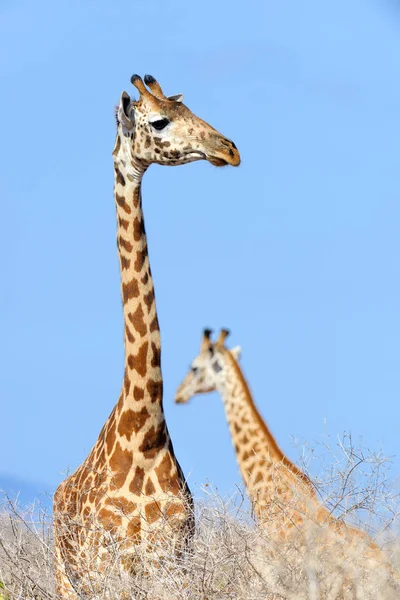 Jirafa en el Parque Nacional de Kenia — Foto de Stock