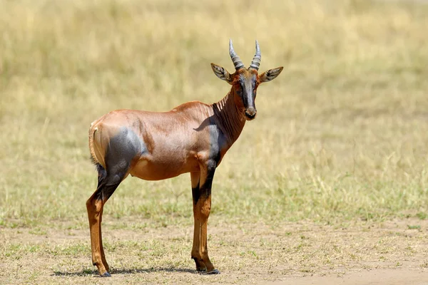 Antylopa topi (Damaliscus lunatus) — Zdjęcie stockowe